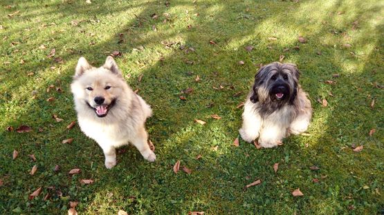 zwei Hunde