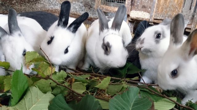 Kaninchen beim Fressen