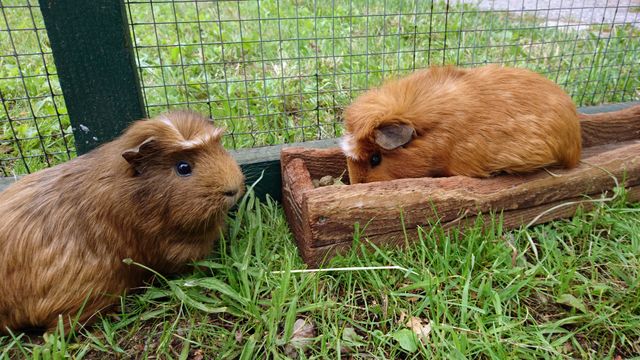 zwei Meerschweinchen beim Fressen