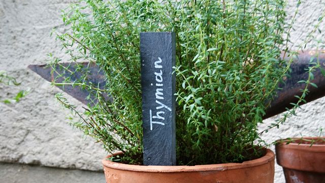 Kräutertopf Thymian