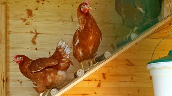 Hühner auf Leiter