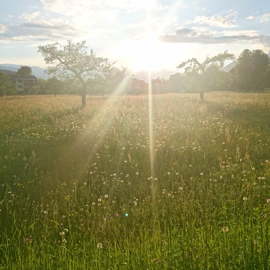 Wiese bei Sonnenuntergang