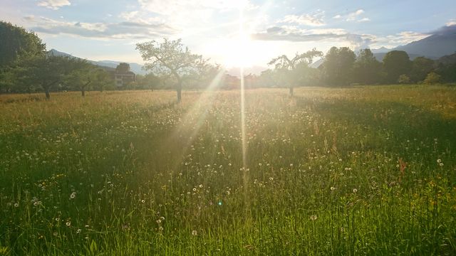 Wiese bei Sonnenuntergang