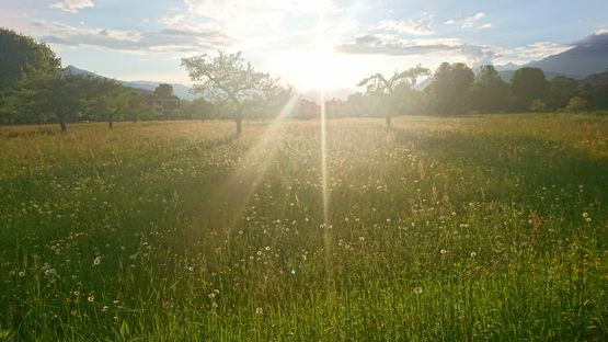 Wiese bei Sonnenuntergang