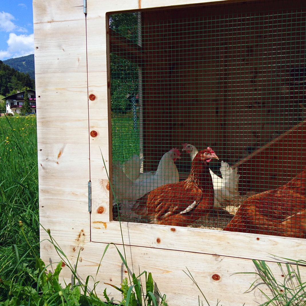 Hühner im Stall