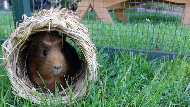 Meerschweinchen in Rolle