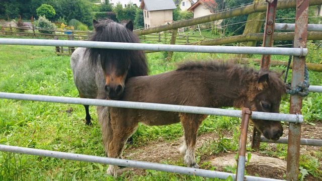 zwei Ponys