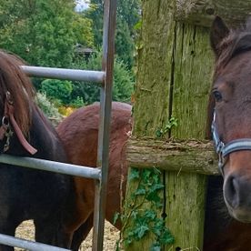 zwei Ponys