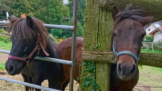 zwei Ponys