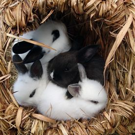 Kaninchenbabys kuscheln